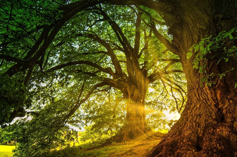 Enchanted Exchanges