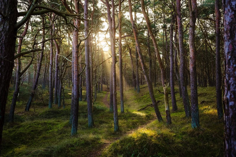 Enchanted forest